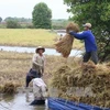 Farmers earn high profits from clean shrimp-rice cultivation 