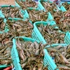 Tra Vinh: seafood exports expected to reach 352 mln USD in 2018
