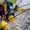 Tra fish prices at highest level in last 20 years