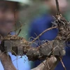 Kon Tum approves project to grow over 4,600ha of Ngoc Linh ginseng