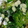 Dong Thap develops mango value chain 