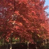 Hanoi plants maple trees