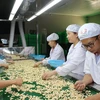 Vietnam helps Cambodia increase cashew output 