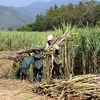 Sugar association looks to Prime Minister for help