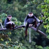 Hotels, resorts threaten rare primates
