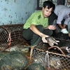 Illegal transport of 114 pangolins found in Ca Mau