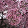 Da Lat’s cherry blossom festival kicked off