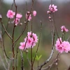 Cold spell means peach blossoms cost more