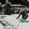 Farmers incur losses due to cold