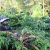 Vietnam, Indonesia step up cooperation in coffee sector