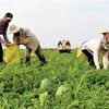 Bumper Tet for watermelon farmers
