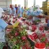 Over 1,500 tonnes of dragon fruits shipped to China via Lao Cai border gate 