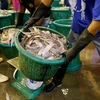 Thai gov't ramps up crusade against illegal fishing, human trafficking