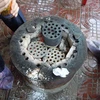 Hanoi to end use of deadly stoves