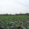 Lotus farm-tourism model faces market hurdles in Mekong