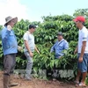  Gia Lai farmers struggle to find higher prices for VietGap coffee