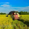 Made-in-Vietnam varieties cover 59 percent of rice fields
