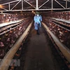 Animal health agency warns of possible new bird flu outbreaks