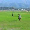 Winter-spring rice yields big profits for farmers