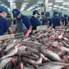 Tra fish prices hit record high amid material shortages