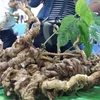 Local firms inject 53mln USD into ginseng projects