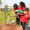 More Japanese cherry trees planted in Hanoi