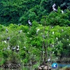 Bac Lieu bird sanctuary faces high risk of fires