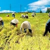 Vietnam, Netherlands to boost agricultural cooperation