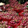 Mekong Delta city expects to increase fruit exports