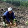 Cooperatives encouraged to take part in afforestation 