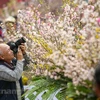 Japanese cherry blossom festival in Hanoi extends to March 27 