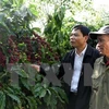 Vietnam’s coffee exports rake in 1 billion USD in Q1