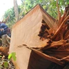 Illegal logging discovered in central Quang Nam province
