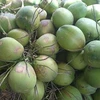 Southern province to boost coconut exports