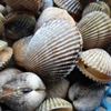 Binh Thuan bans mollusk, bivalve catching temporarily