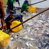 Numerous difficulties challenge tra fish export