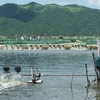 Solutions sought for sustainable fishery in Phu Yen 