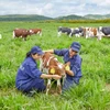 Vinamilk to build four hi-tech dairy farms in Thanh Hoa