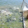 Farmers in Dong Thap province bet on tra fish