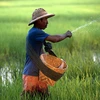 Myanmar earns 1.11 billion USD from rice exports 