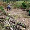 Sugarcane farmers in Mekong Delta suffer losses due to low prices