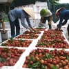 Vietnam targets 10 billion USD from fruit, vegetable exports
