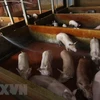 Australia helps Vietnam with slaughtering management, skills