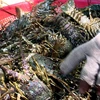 Workshop discusses sustainable lobster farming in central Vietnam