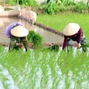 Central provinces target 2.5 million tonnes of rice in upcoming crops