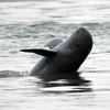 River dolphins in Cambodia likely to escape from extinction