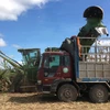 Vietnam to keep sugarcane area at 300,000ha by 2030