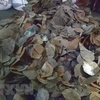 HCM City seizes 3.8 tonnes of pangolin scales 