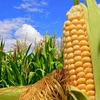 First direct shipment of US corn arrives in Vietnam 