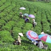 Low quality, lack of brand names remain biggest barriers to tea exports